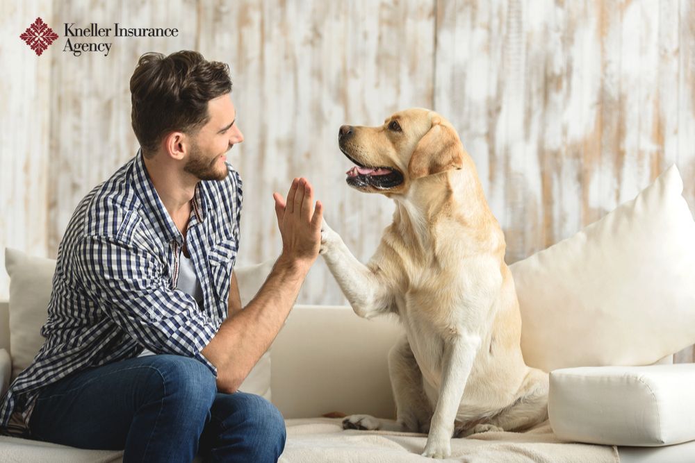 Can Your Renters Insurance Cover Pet Damage?