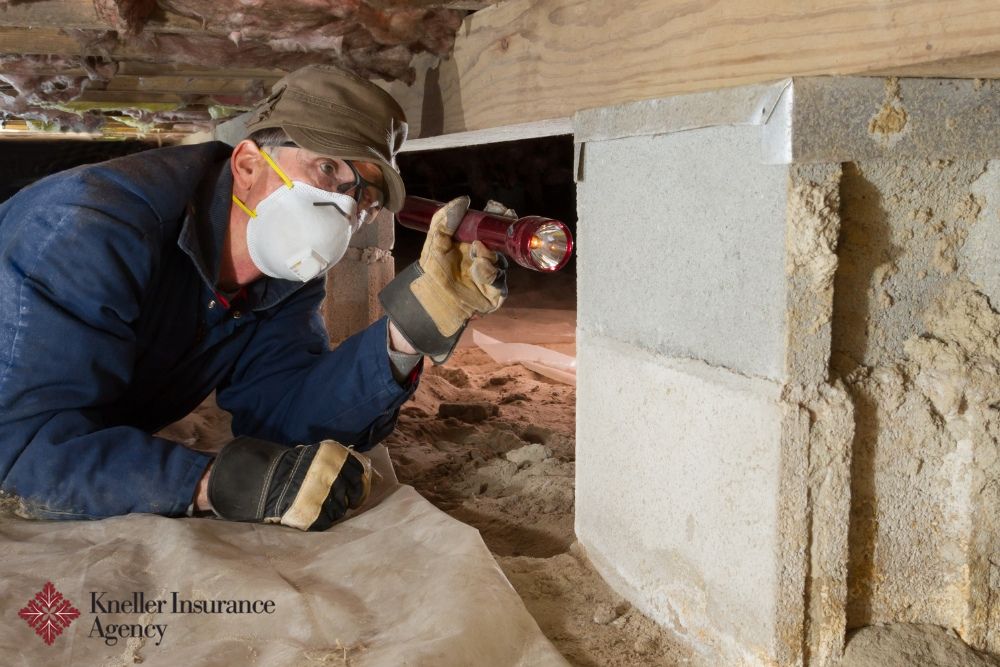 Homeowners Insurance and Termite Damage – What Do You Need to Know?