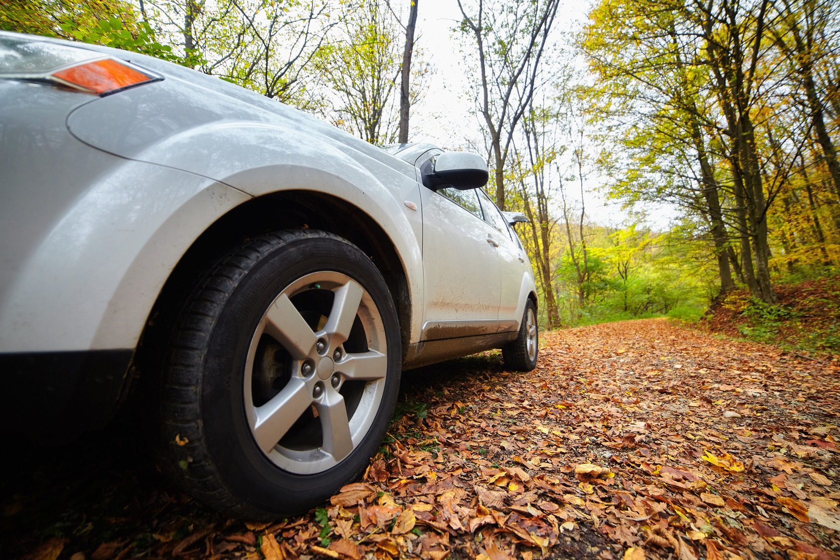 Timber Trouble: Protecting Your Car From Falling Limbs