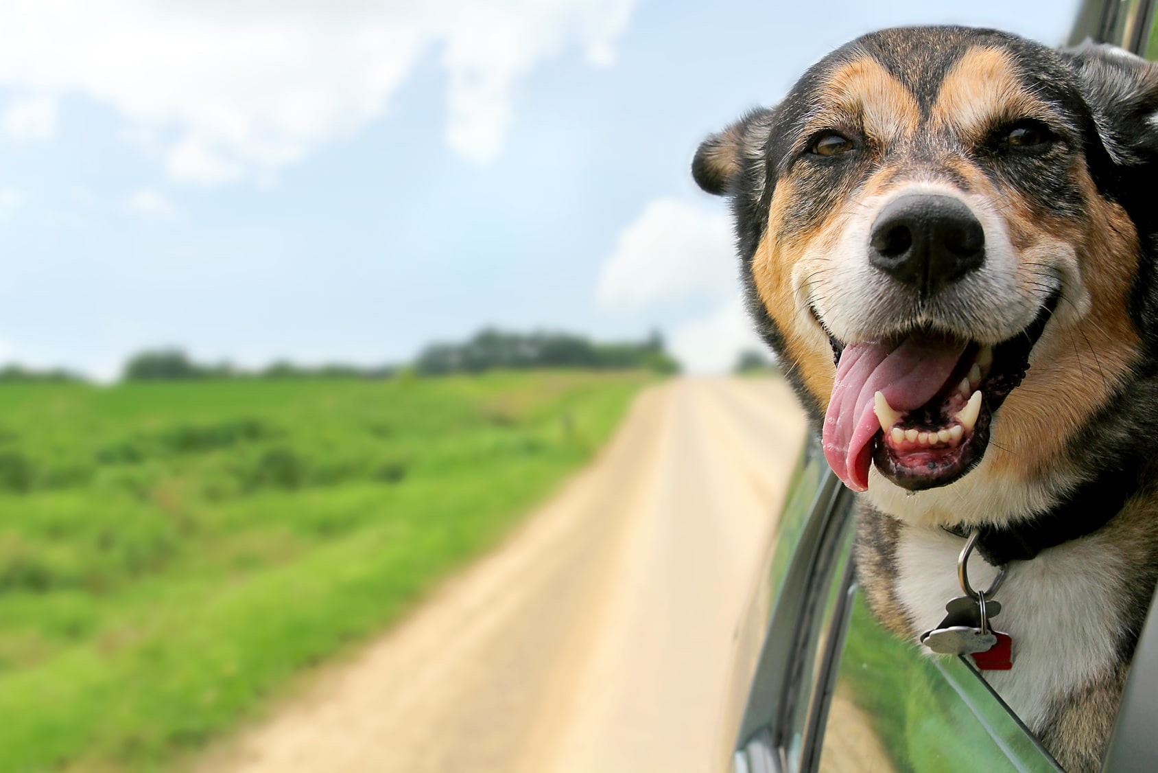 Safety Tips When Driving With Pets