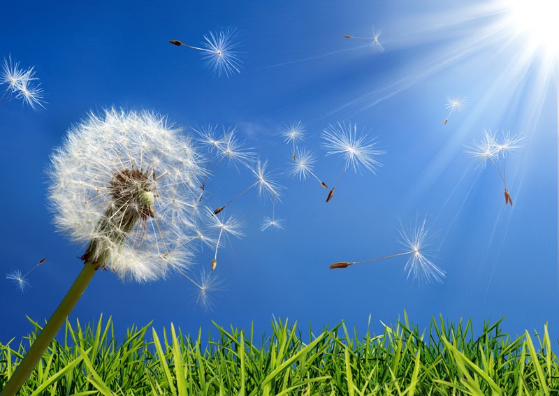 Natural and Effective Ways to Combat Seasonal Allergies