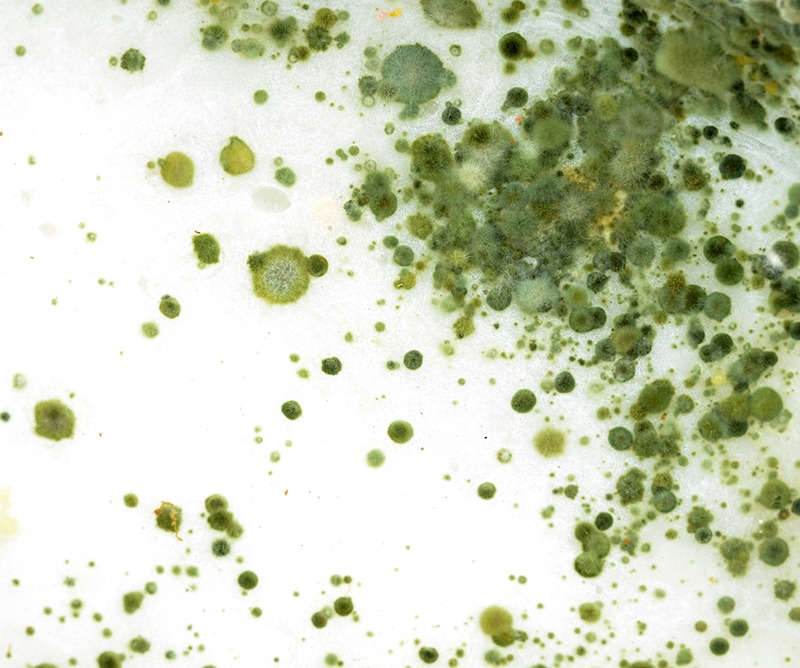 Should You Be Worried About Your Home's Mold?