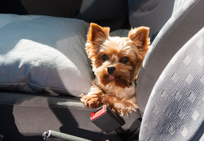 How to Keep Your Dog Safe While Driving