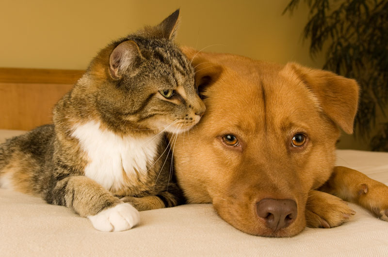 What Should I Do With My Pets in an Emergency Evacuation Situation?
