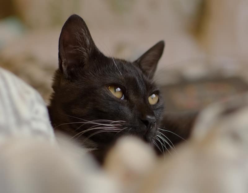 Do Pets Help You Live Longer?
