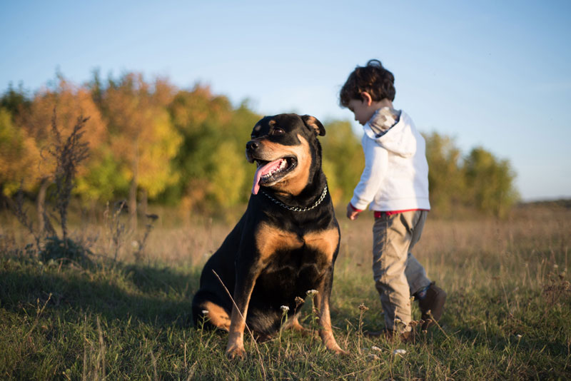 How to Take Care of Your Pet This Holiday Season