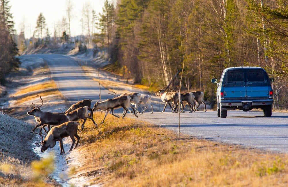 Will Auto Insurance Cover Deer-Vehicle Collisions?